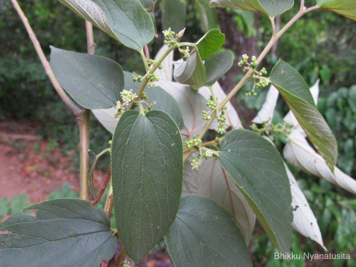 Trema orientale (L.) Blume